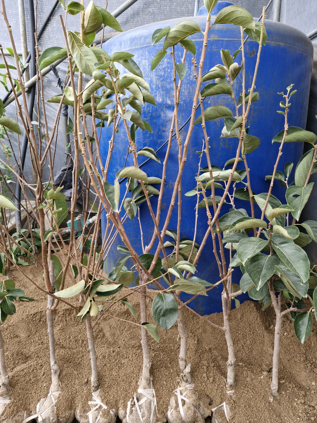 감나무 (갑주백목)대봉감나무묘목과분묘