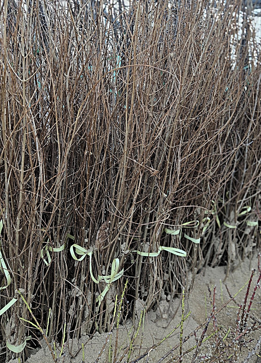 추위에 강한 슈퍼 단석류나무