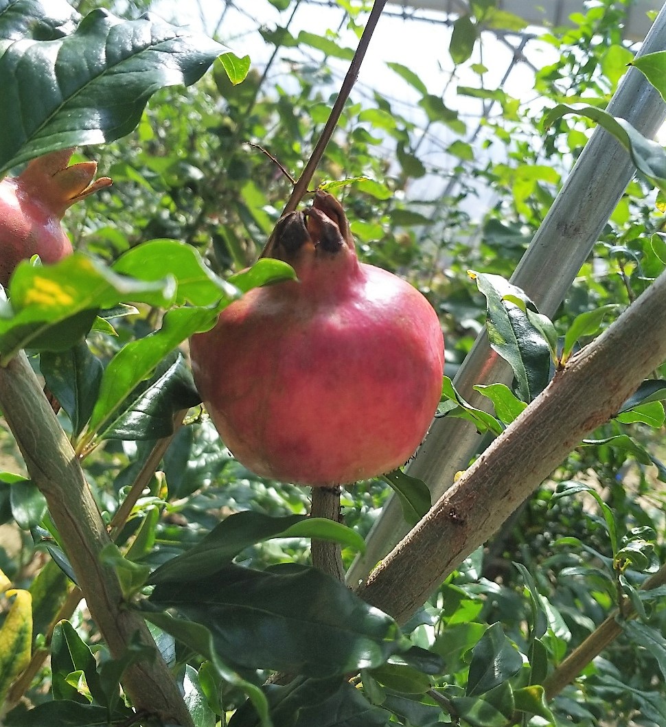 추위에 강한 슈퍼 단석류나무