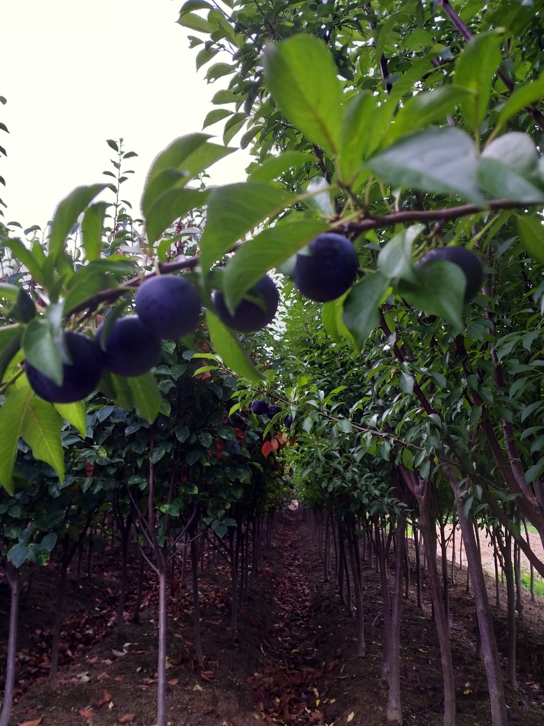 체리와자두의 교배종 흑체리 바이오체리접목1년생묘목