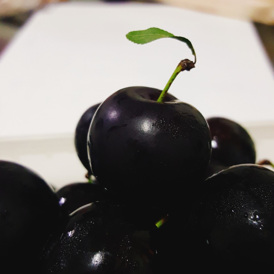 체리와자두의 교배종 흑체리 바이오체리접목1년생묘목