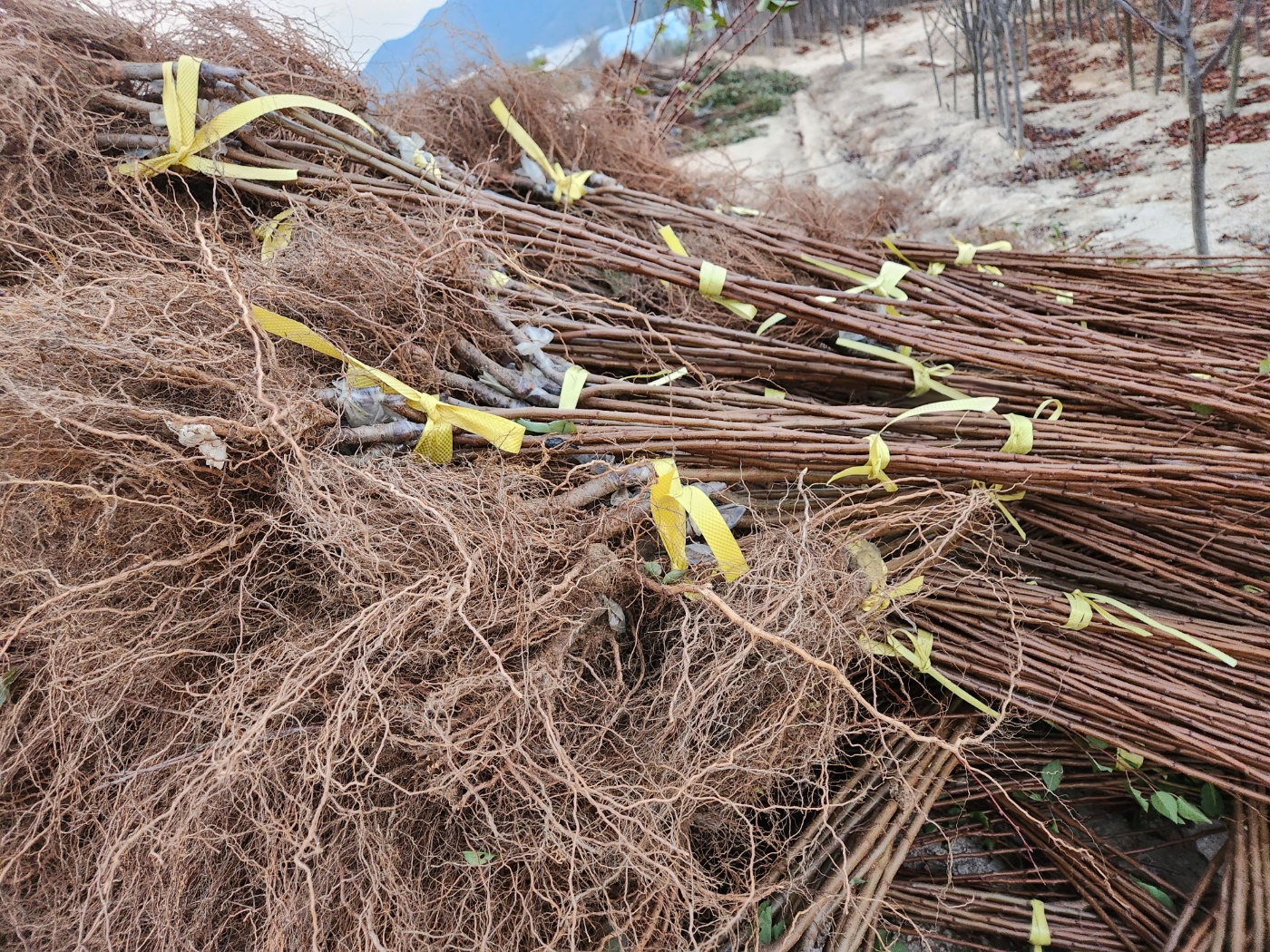 체리와자두의 교배종 흑체리 바이오체리접목1년생묘목