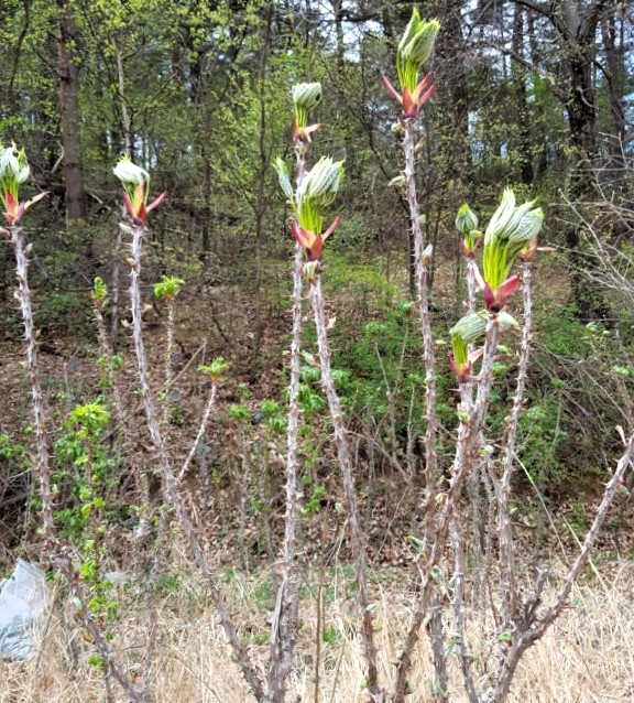 엄나무 가시있는 엄나무묘목10cm이상 포트묘
