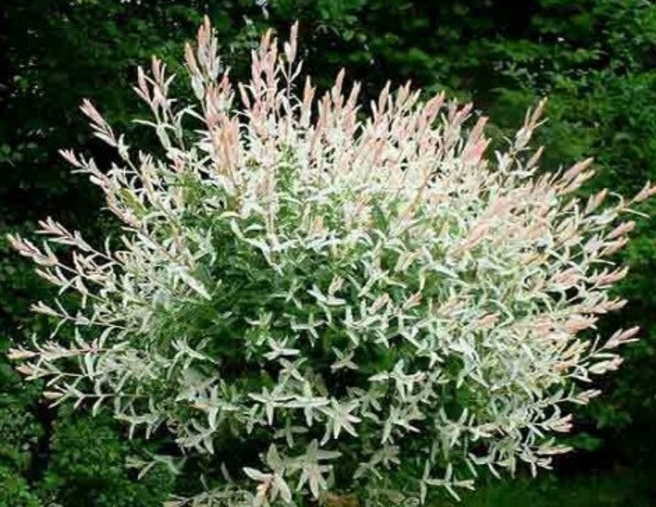 삼색버드나무꽃보다 더 화사한 화이트핑크셀렉스 삽목2년생뿌리묘