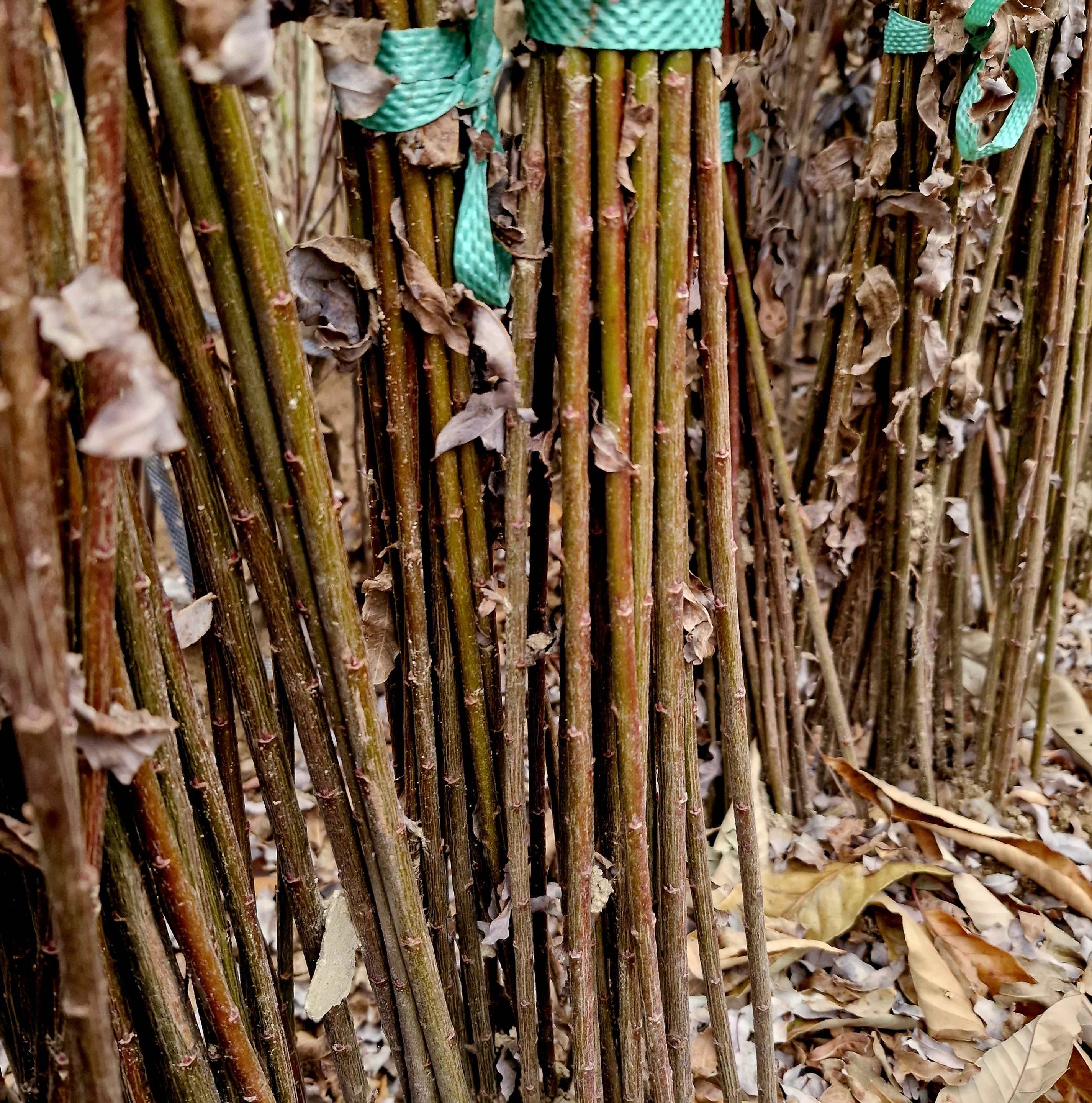 삼색버드나무꽃보다 더 화사한 화이트핑크셀렉스 삽목2년생뿌리묘