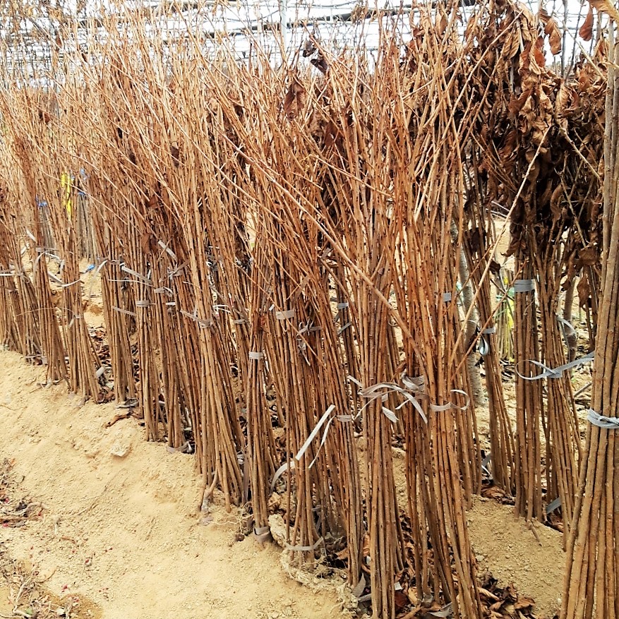 왕벚나무1.5m이상