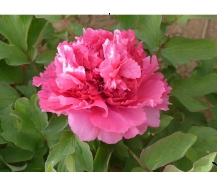 목단(모란) 3-5지 겹꽃 개화주 화분묘