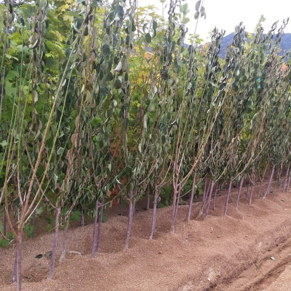 눈속에서도 아름다운 꽃을 피우는 매화꽃 설중매(홍매화)