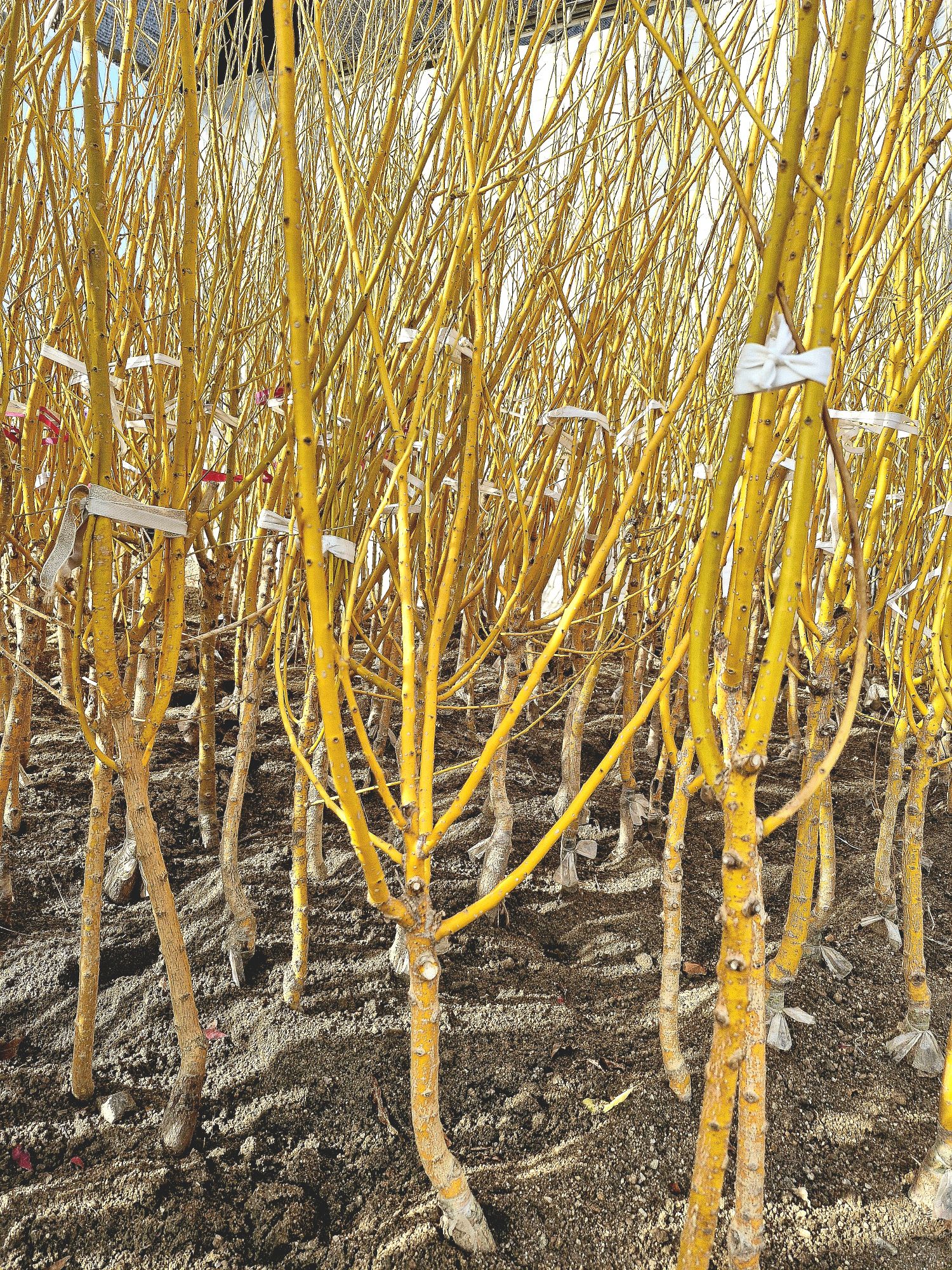 잎과 가지가 황금색을 띠는 황금회화나무 2년생분묘