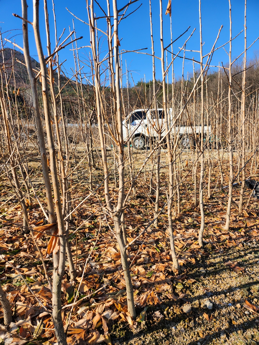가을 노란 단풍잎이 아름다운 은행나무R3~4점