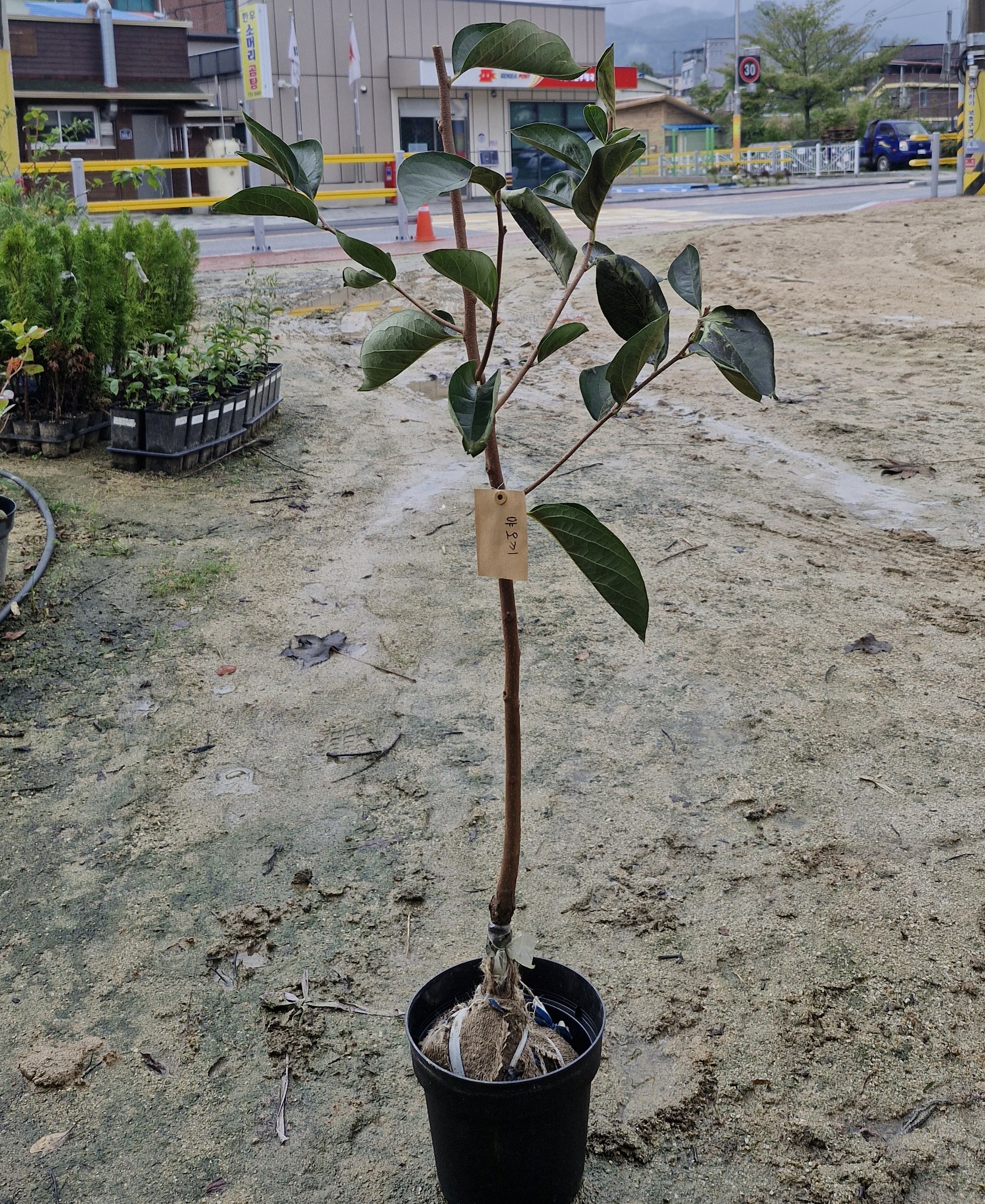 감나무 왕대봉 야오끼