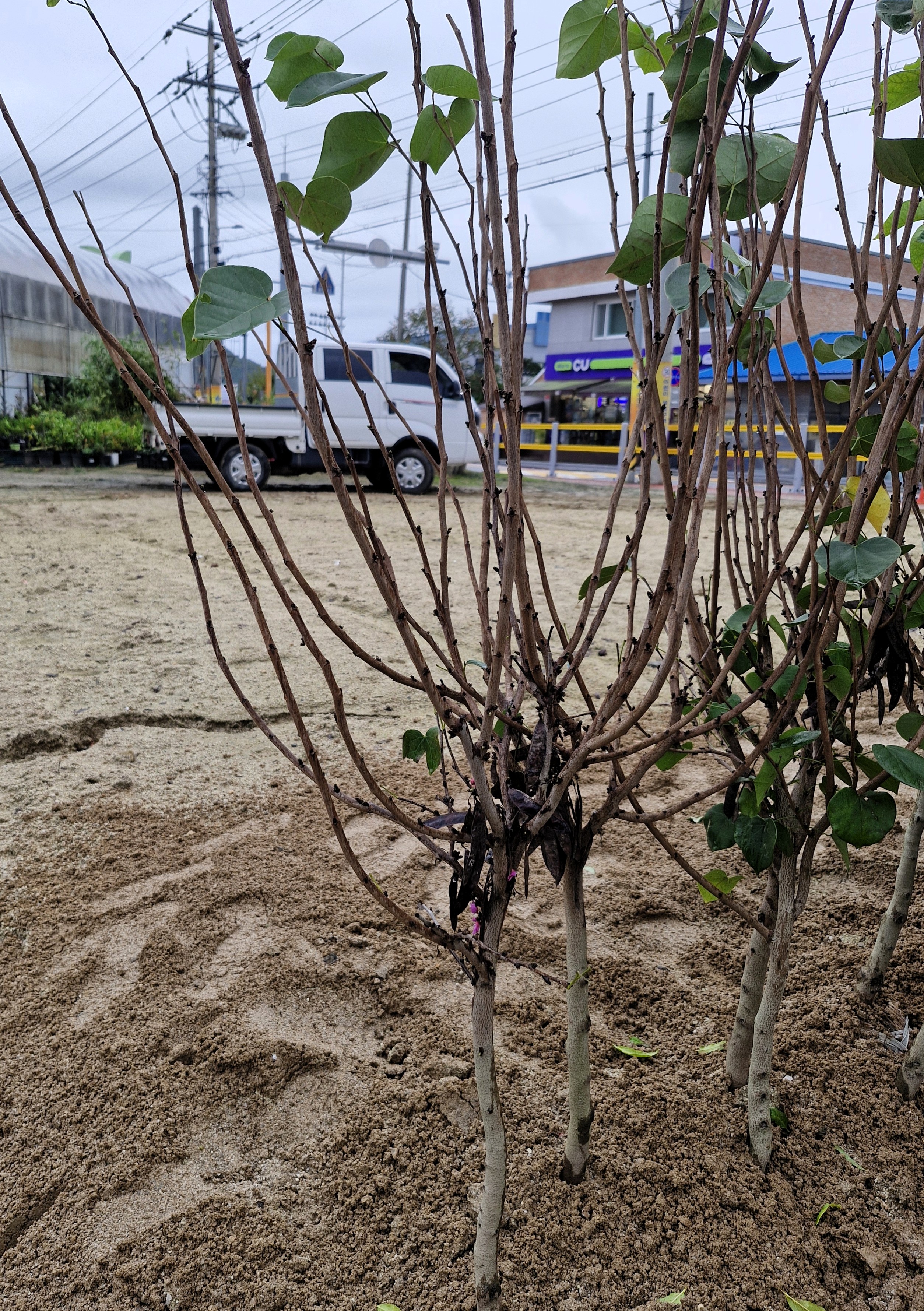 화려한꽃이 아름다운 박태기나무 개화주