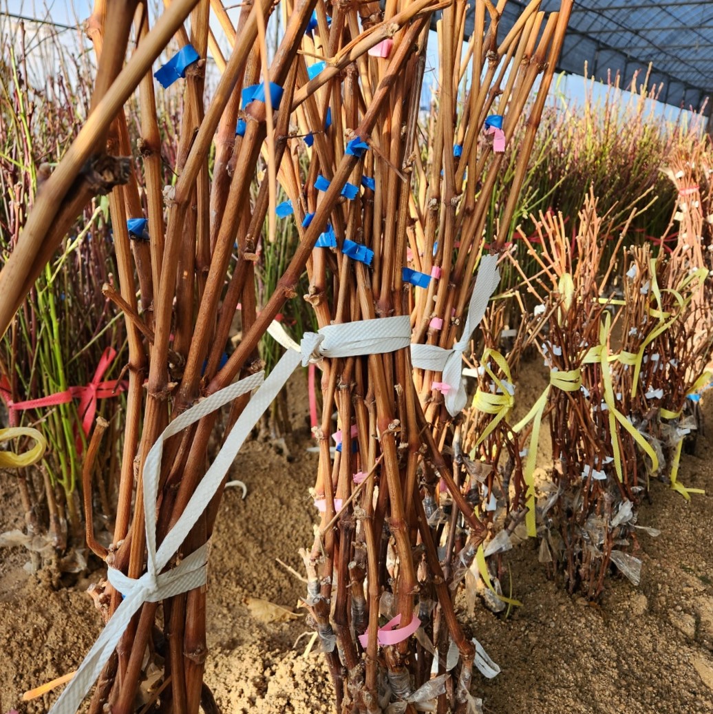 포도나무 캠벨포도