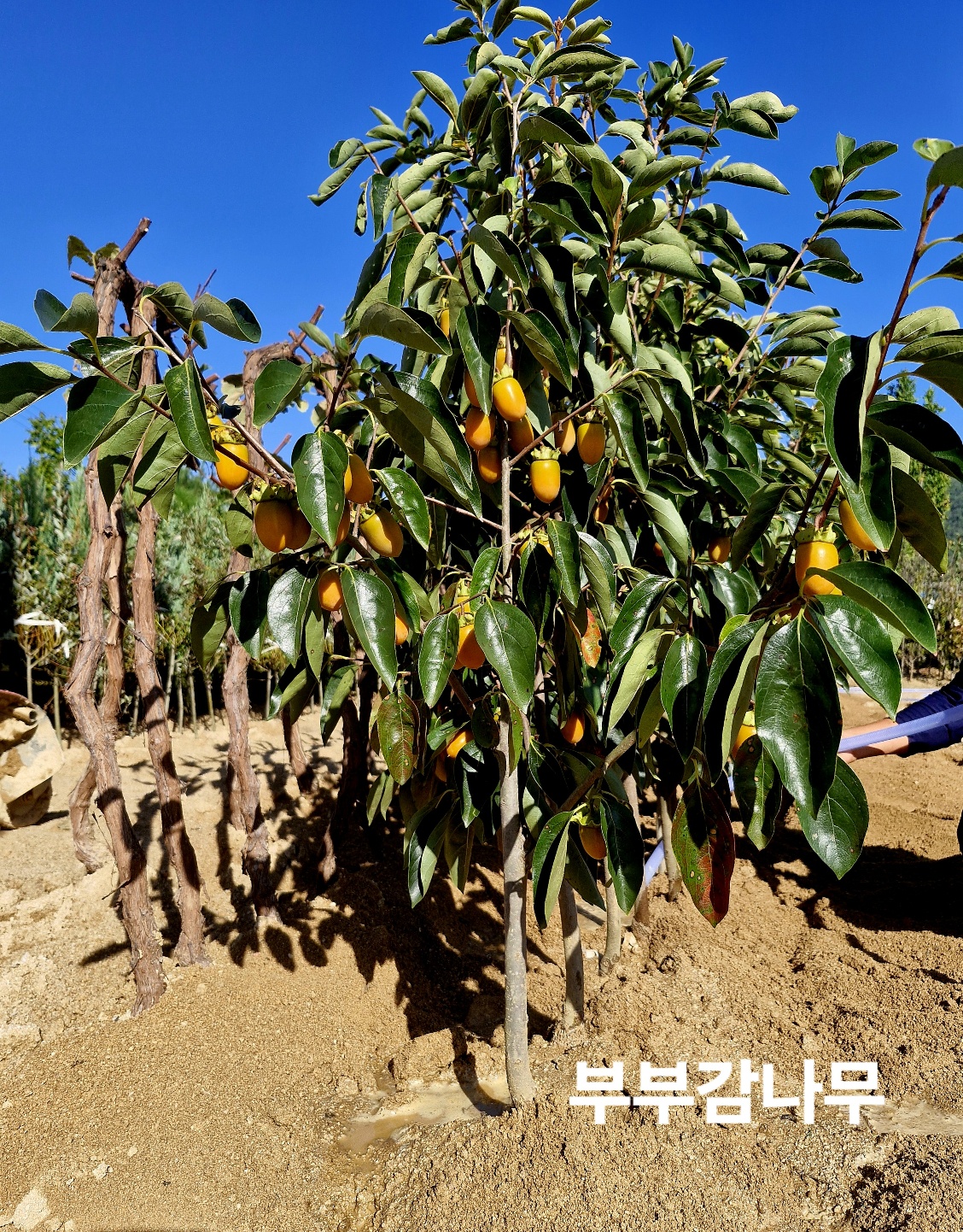 감나무 조경용 미니감 부부감나무3년생 분묘