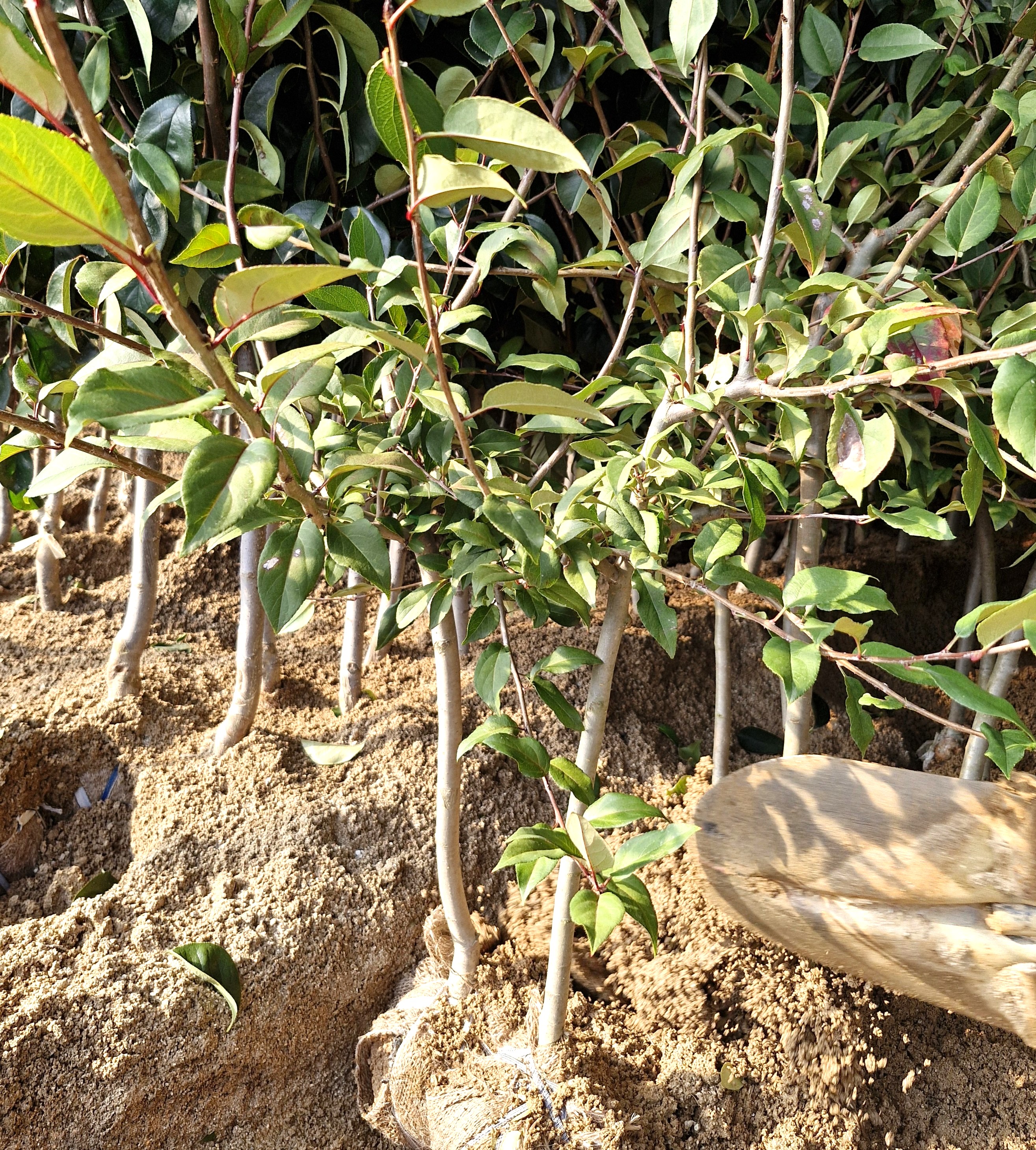 서부해당화,수서해당화 접목3년생분묘 개화주