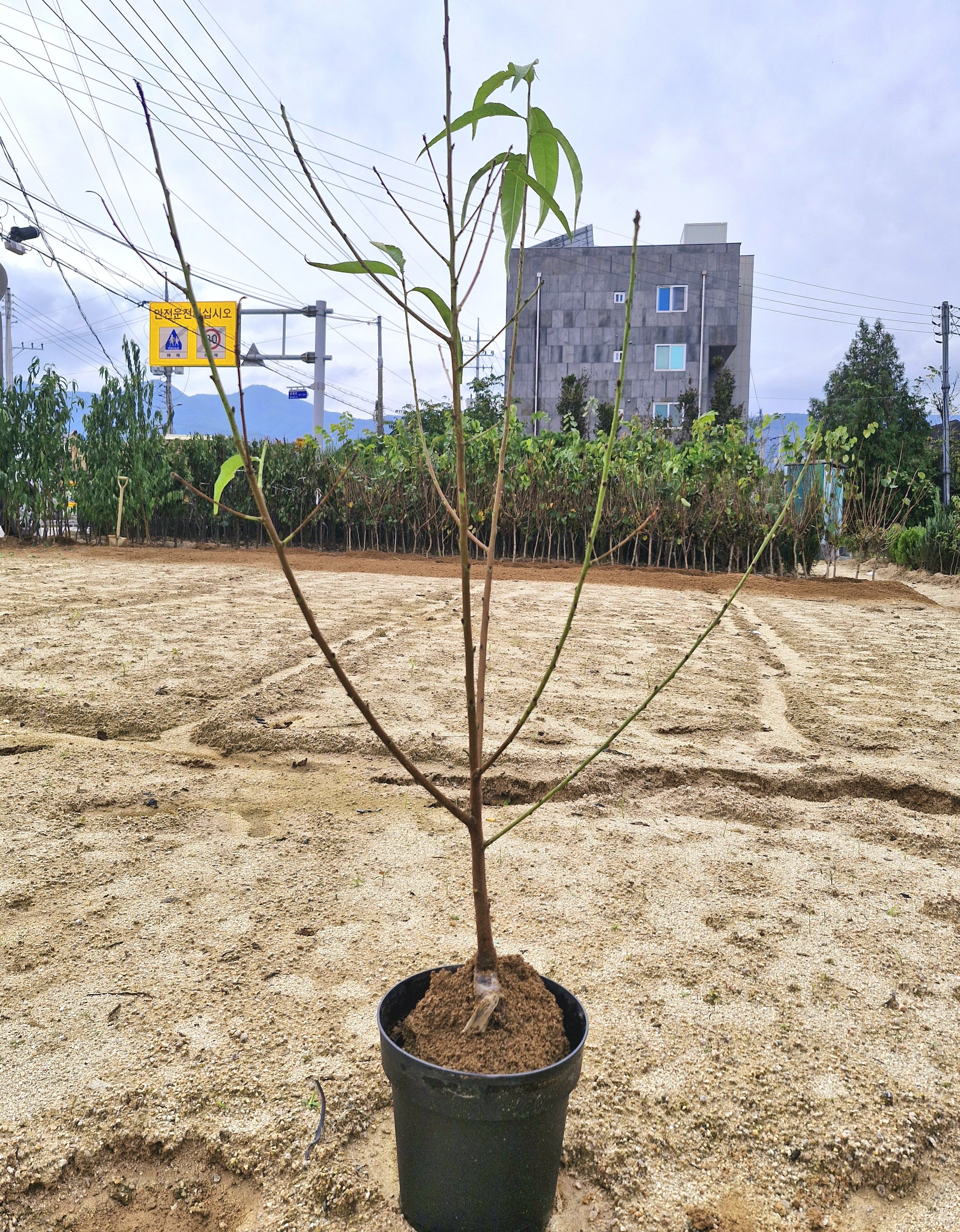 납작복숭아 손오공복숭아 거반도1년생묘목과 2년생분묘