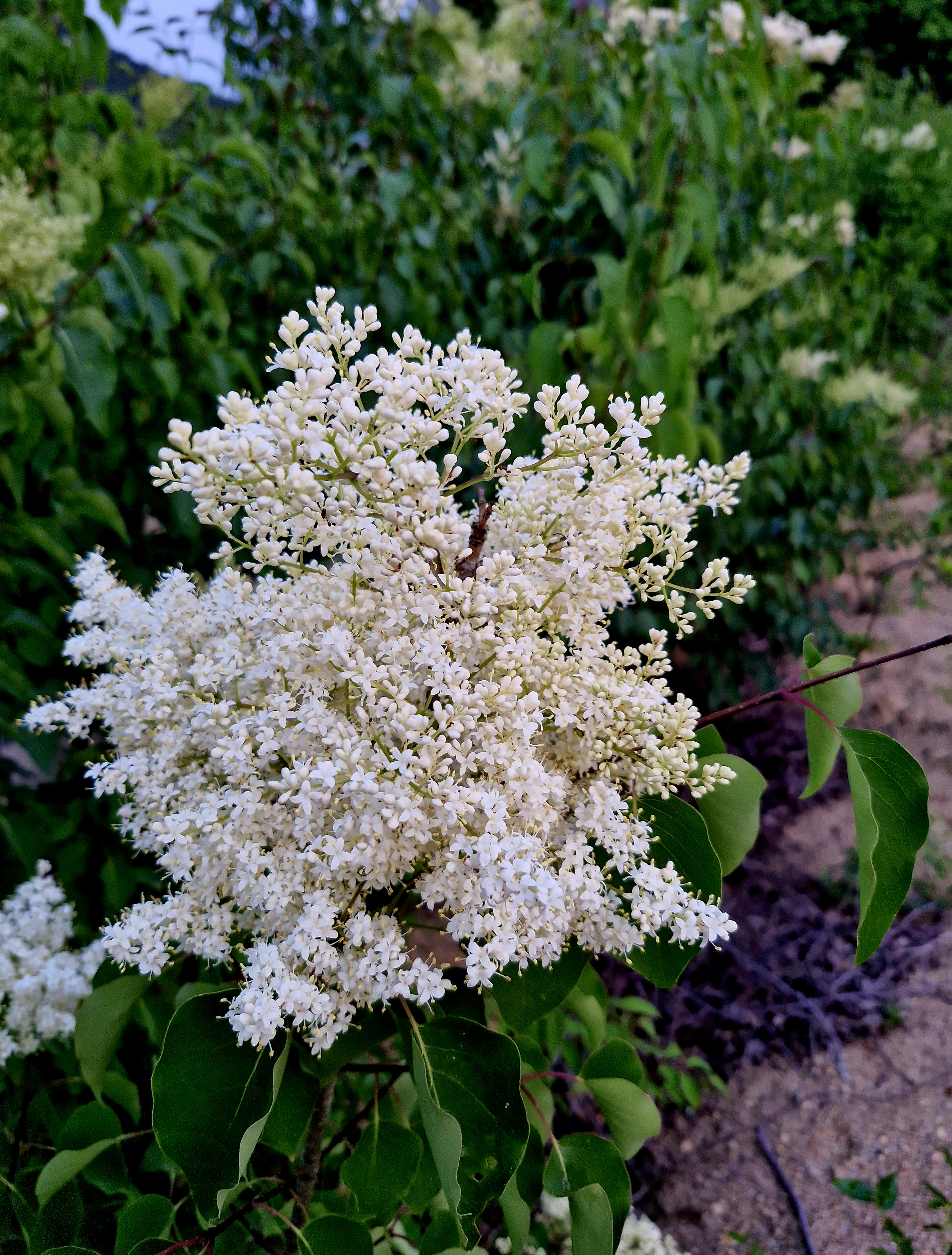 북경라일락 거향수 향수목 접목3년생 분묘