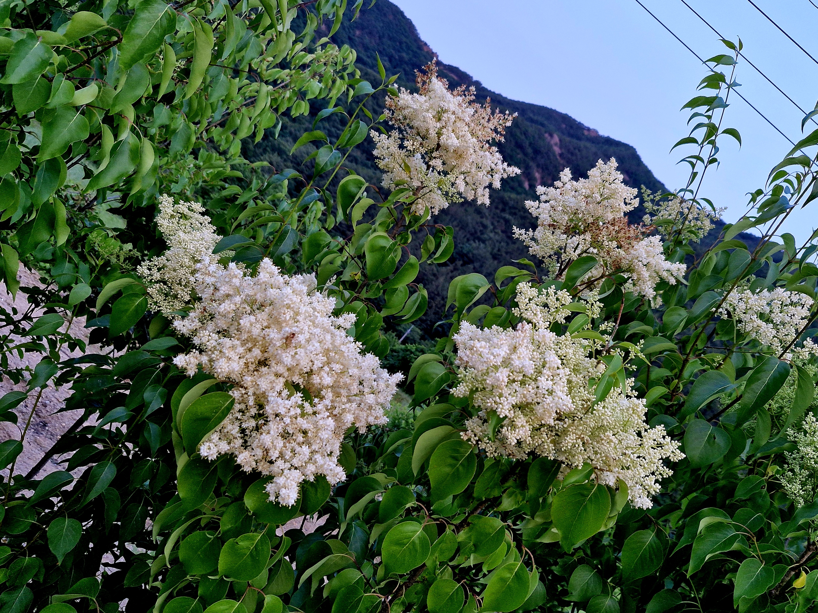 북경라일락 거향수 향수목 접목3년생 분묘
