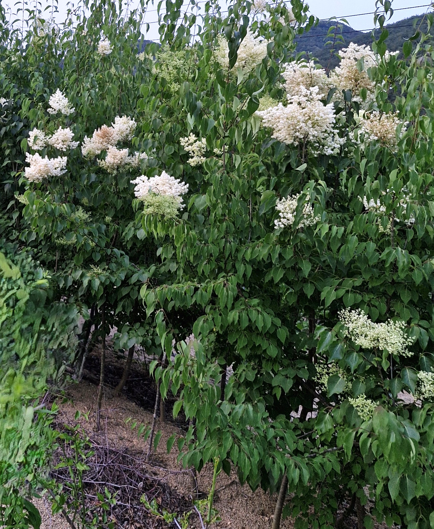 북경라일락 거향수 향수목 접목3년생 분묘