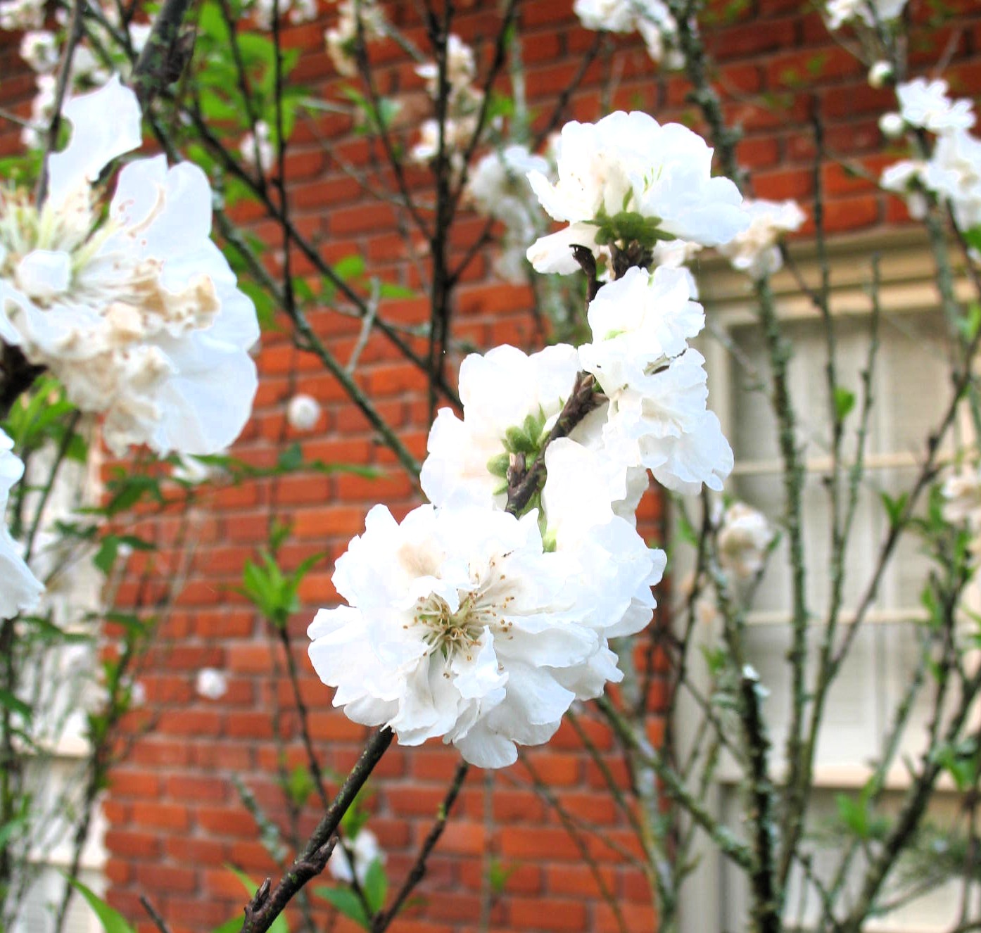 도화나무 만첩백도화 순백의 하얀꽃이 아름다운 도화나무