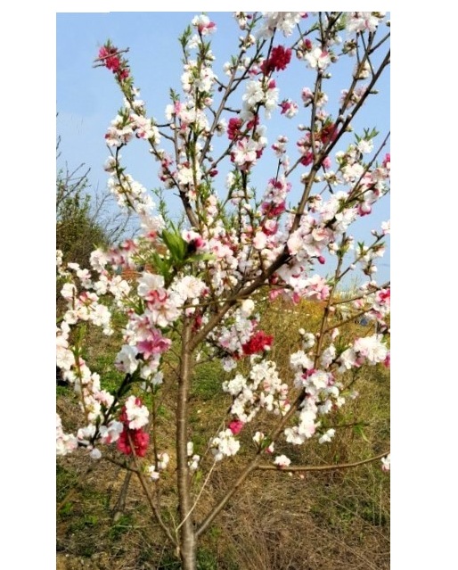 만첩도화 직립삼색도화 2년생 분묘