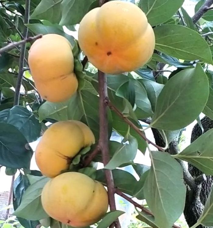 단감나무 차량단감