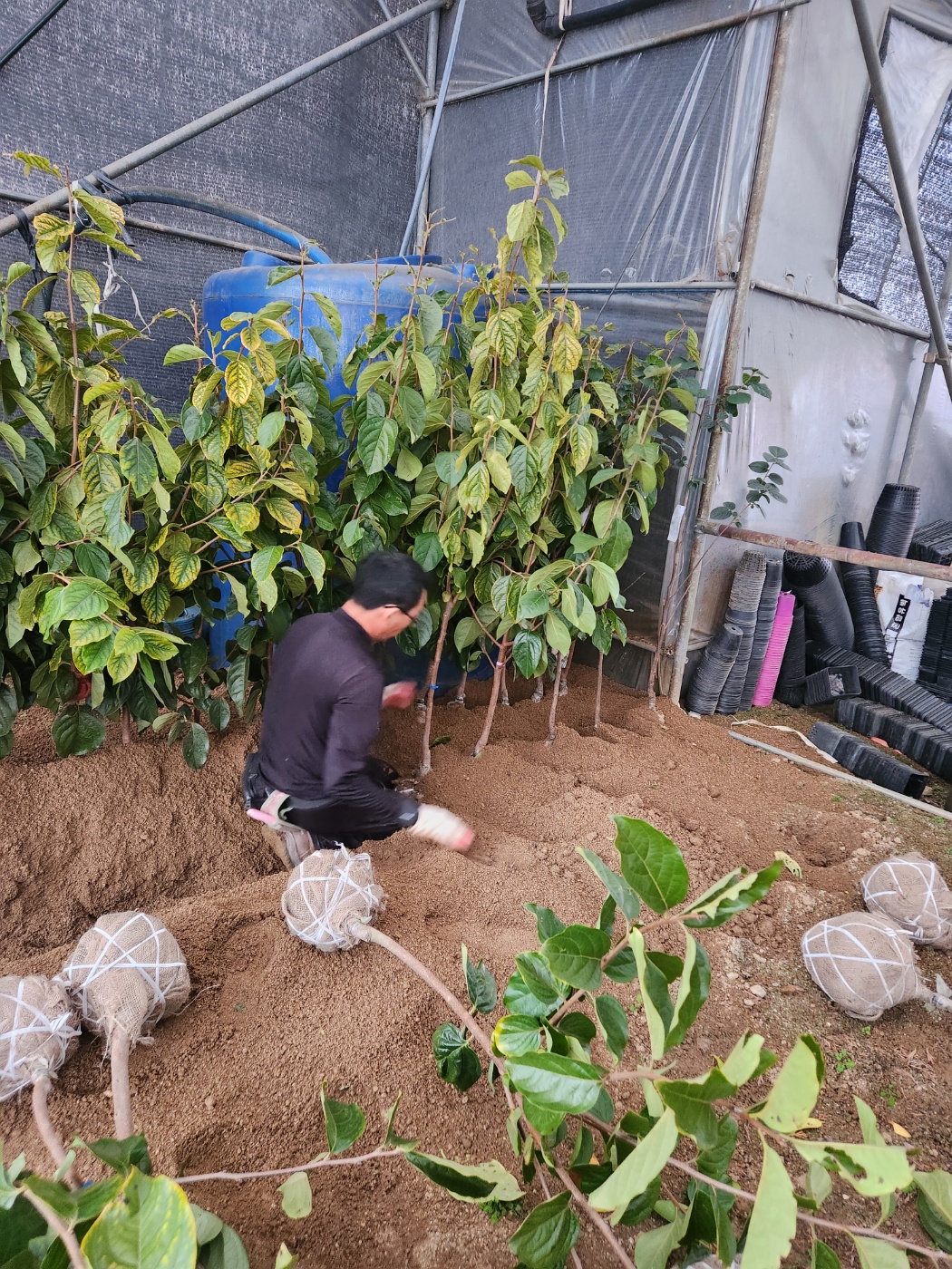 단감나무 차량단감