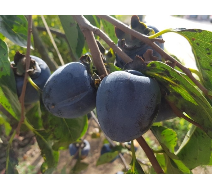 감나무 흑감나무