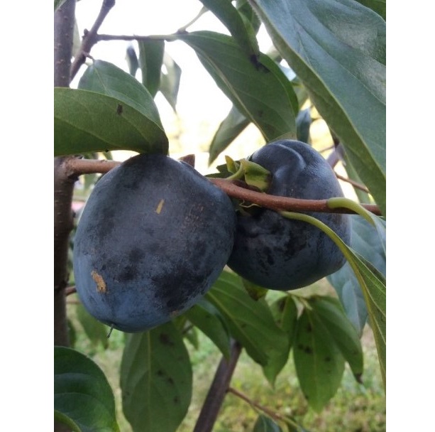 감나무 흑감나무